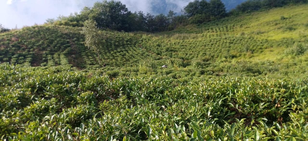 TTS Agro tea plantation